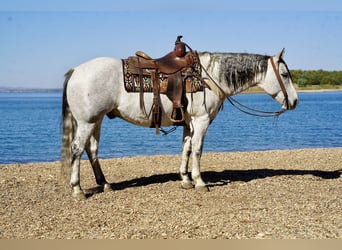 Caballo cuarto de milla, Caballo castrado, 8 años, 155 cm, Tordo
