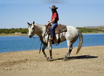 Caballo cuarto de milla, Caballo castrado, 8 años, 155 cm, Tordo