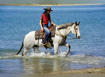 Caballo cuarto de milla, Caballo castrado, 8 años, 155 cm, Tordo