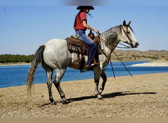 Caballo cuarto de milla, Caballo castrado, 8 años, 155 cm, Tordo
