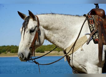 Caballo cuarto de milla, Caballo castrado, 8 años, 155 cm, Tordo