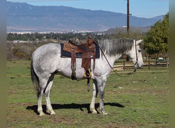 Caballo cuarto de milla, Caballo castrado, 8 años, 155 cm, Tordo