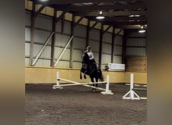 Caballo cuarto de milla, Caballo castrado, 8 años, 155 cm