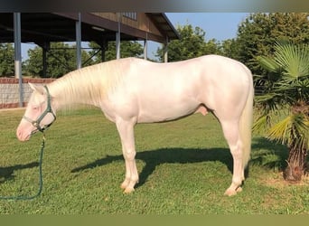 Caballo cuarto de milla, Caballo castrado, 8 años, 155 cm, White/Blanco