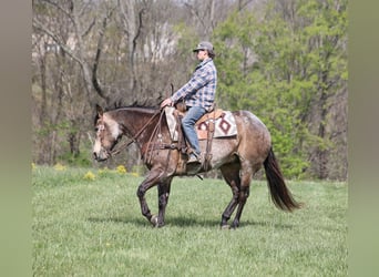 Caballo cuarto de milla, Caballo castrado, 8 años, 157 cm, Buckskin/Bayo