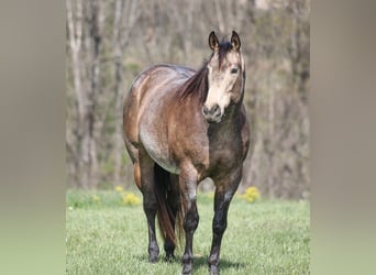 Caballo cuarto de milla, Caballo castrado, 8 años, 157 cm, Buckskin/Bayo