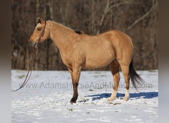 Caballo cuarto de milla, Caballo castrado, 8 años, 157 cm, Buckskin/Bayo