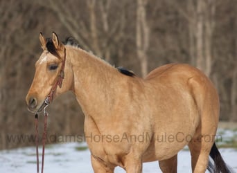 Caballo cuarto de milla, Caballo castrado, 8 años, 157 cm, Buckskin/Bayo