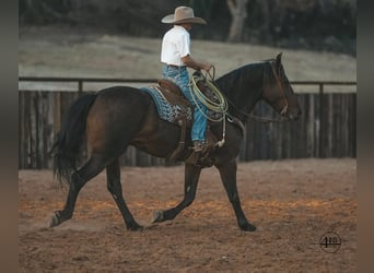 Caballo cuarto de milla, Caballo castrado, 8 años, 157 cm, Castaño rojizo