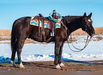 Caballo cuarto de milla, Caballo castrado, 8 años, 157 cm, Negro