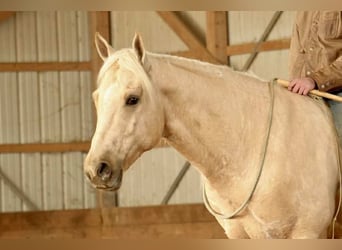 Caballo cuarto de milla, Caballo castrado, 8 años, 157 cm, Palomino