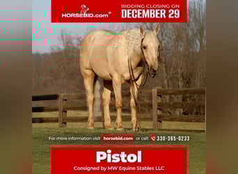 Caballo cuarto de milla, Caballo castrado, 8 años, 157 cm, Palomino