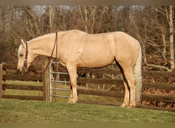 Caballo cuarto de milla, Caballo castrado, 8 años, 157 cm, Palomino