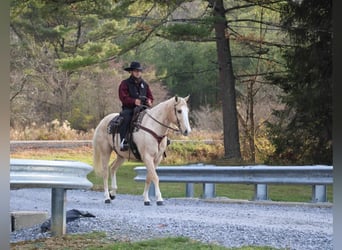 Caballo cuarto de milla, Caballo castrado, 8 años, 157 cm, Palomino
