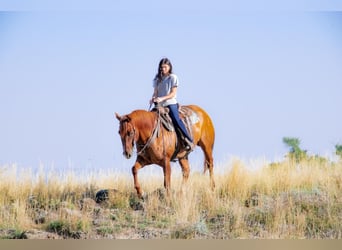 Caballo cuarto de milla, Caballo castrado, 8 años, 157 cm, Red Dun/Cervuno