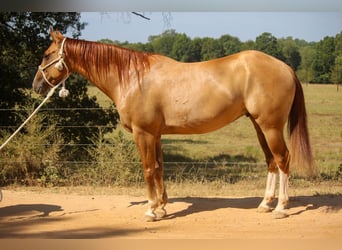 Caballo cuarto de milla, Caballo castrado, 8 años, 157 cm, Red Dun/Cervuno