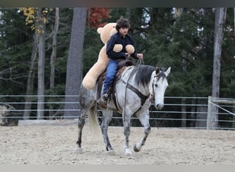 Caballo cuarto de milla, Caballo castrado, 8 años, 157 cm, Tordo