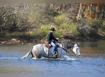 Caballo cuarto de milla, Caballo castrado, 8 años, 157 cm, Tordo