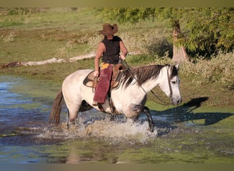 Caballo cuarto de milla, Caballo castrado, 8 años, 157 cm, Tordo