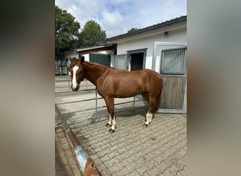 Caballo cuarto de milla, Caballo castrado, 8 años, 160 cm, Alazán