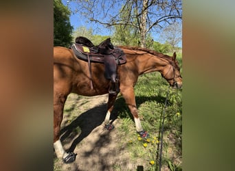 Caballo cuarto de milla, Caballo castrado, 8 años, 160 cm, Alazán
