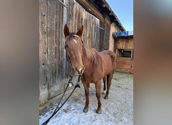 Caballo cuarto de milla, Caballo castrado, 8 años, 160 cm, Alazán
