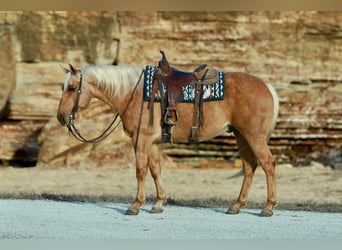 Caballo cuarto de milla, Caballo castrado, 8 años, 160 cm, Palomino