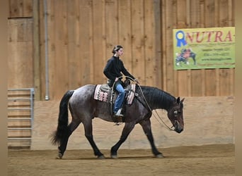 Caballo cuarto de milla Mestizo, Caballo castrado, 8 años, 160 cm, Ruano alazán