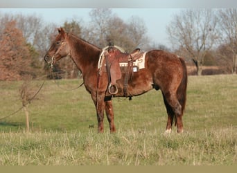 Caballo cuarto de milla, Caballo castrado, 8 años, 160 cm, Ruano alazán