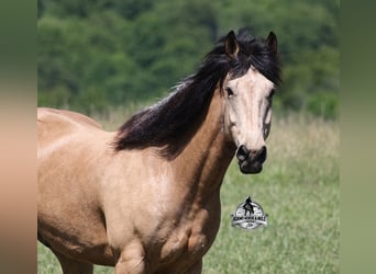 Caballo cuarto de milla, Caballo castrado, 8 años, 163 cm, Buckskin/Bayo