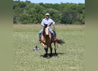 Caballo cuarto de milla, Caballo castrado, 8 años, 163 cm, Buckskin/Bayo