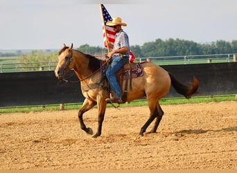 Caballo cuarto de milla, Caballo castrado, 8 años, 163 cm, Buckskin/Bayo