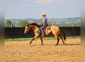 Caballo cuarto de milla, Caballo castrado, 8 años, 163 cm, Buckskin/Bayo