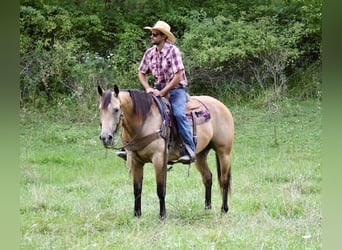 Caballo cuarto de milla, Caballo castrado, 8 años, 163 cm, Buckskin/Bayo