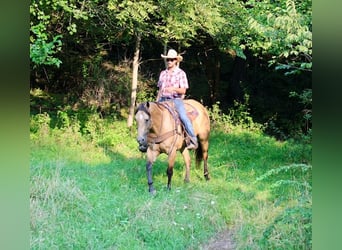 Caballo cuarto de milla, Caballo castrado, 8 años, 163 cm, Buckskin/Bayo