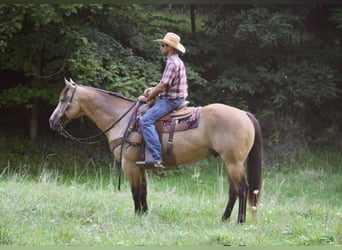 Caballo cuarto de milla, Caballo castrado, 8 años, 163 cm, Buckskin/Bayo