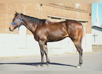 Caballo cuarto de milla Mestizo, Caballo castrado, 8 años, 163 cm, Castaño oscuro
