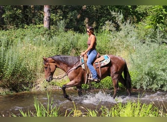 Caballo cuarto de milla, Caballo castrado, 8 años, 163 cm, Castaño-ruano