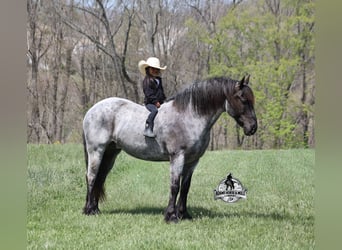 Caballo cuarto de milla, Caballo castrado, 8 años, 163 cm, Ruano azulado