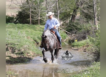 Caballo cuarto de milla, Caballo castrado, 8 años, 163 cm, Ruano azulado