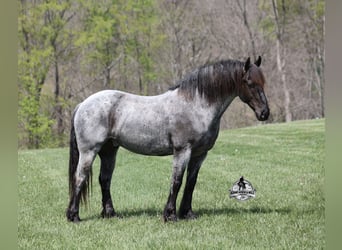 Caballo cuarto de milla, Caballo castrado, 8 años, 163 cm, Ruano azulado