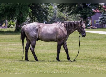 Caballo cuarto de milla, Caballo castrado, 8 años, 163 cm, Ruano azulado