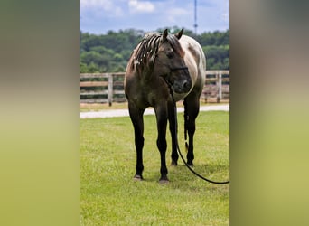 Caballo cuarto de milla, Caballo castrado, 8 años, 163 cm, Ruano azulado