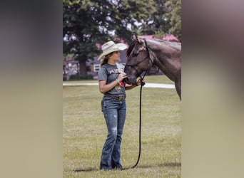 Caballo cuarto de milla, Caballo castrado, 8 años, 163 cm, Ruano azulado