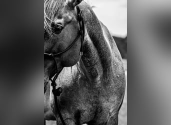 Caballo cuarto de milla, Caballo castrado, 8 años, 163 cm, Ruano azulado