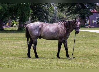 Caballo cuarto de milla, Caballo castrado, 8 años, 163 cm, Ruano azulado