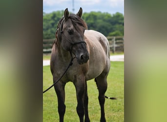 Caballo cuarto de milla, Caballo castrado, 8 años, 163 cm, Ruano azulado