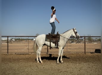 Caballo cuarto de milla, Caballo castrado, 8 años, 163 cm, Tordo