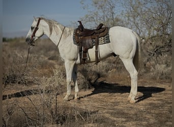 Caballo cuarto de milla, Caballo castrado, 8 años, 163 cm, Tordo