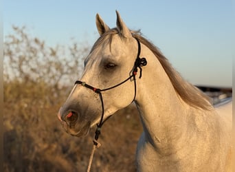 Caballo cuarto de milla, Caballo castrado, 8 años, 163 cm, Tordo
